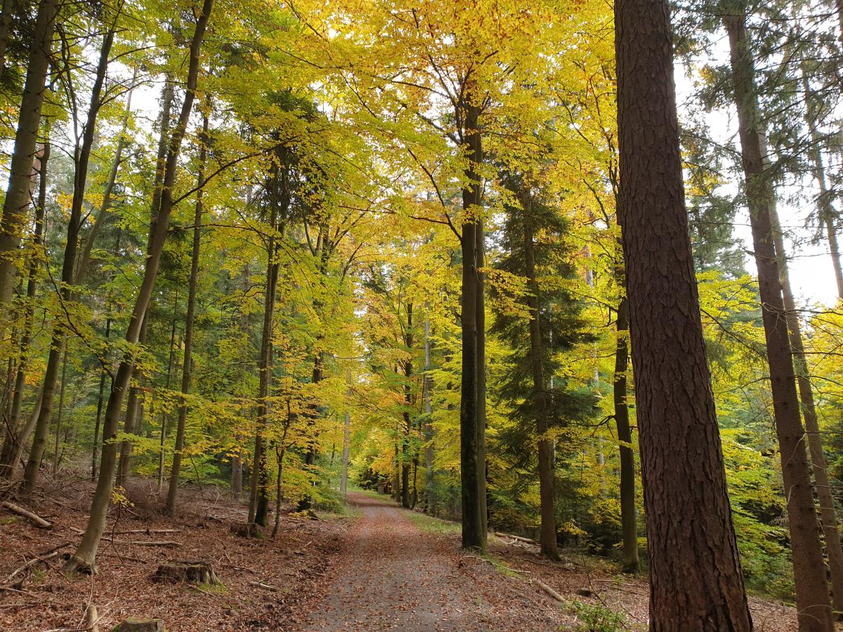 Zeit-f-r-neue-Wege-im-Privatwald