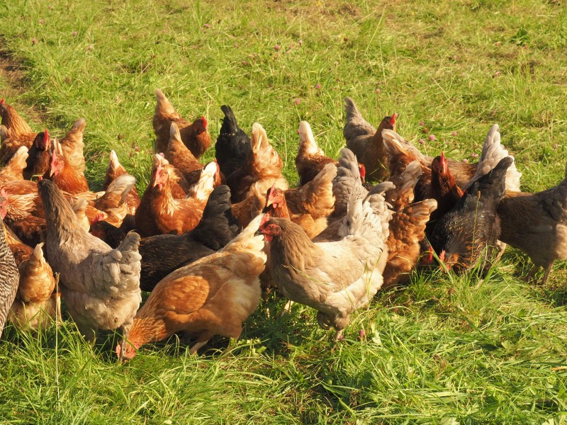 Gefl-gelpest-ist-im-Enzkreis-angekommen