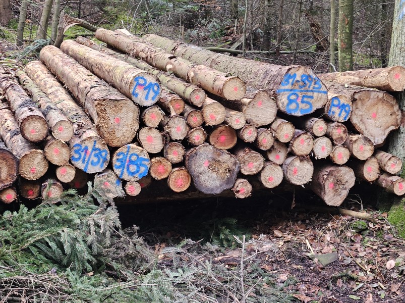 Rekordpreise-f-r-Nadelholz