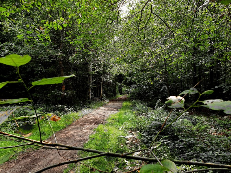 Gutes-Jahr-f-r-den-Wald
