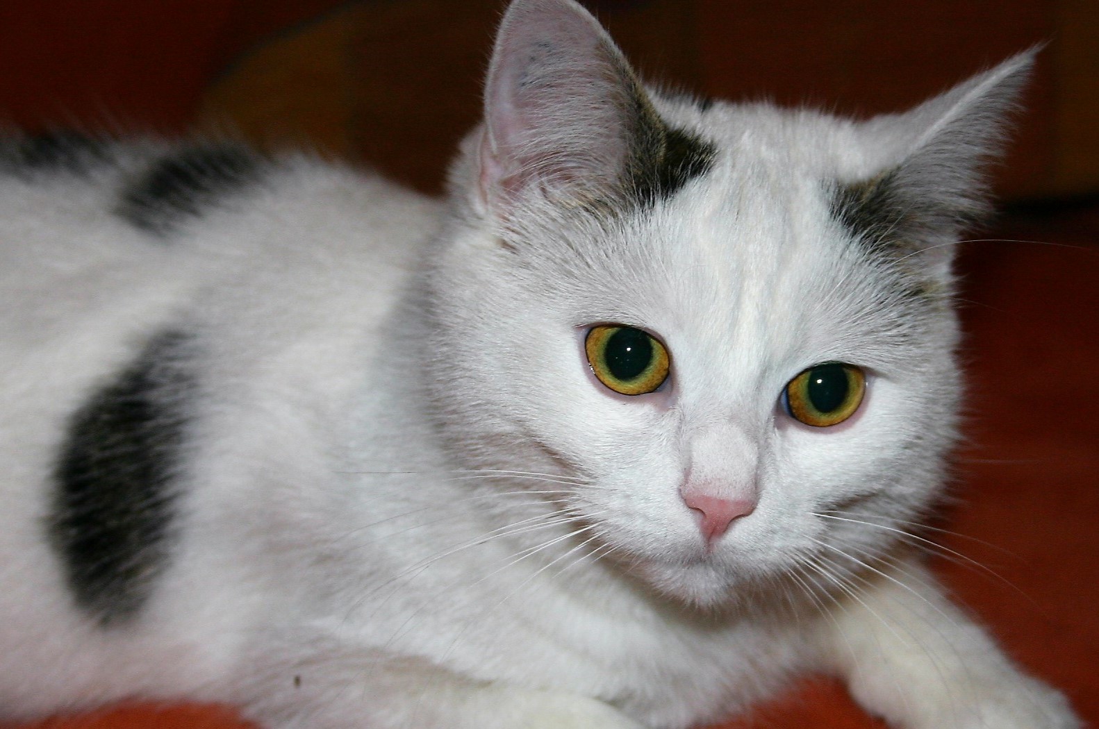 Tiere-nicht-zu-Weihnachten-verschenken