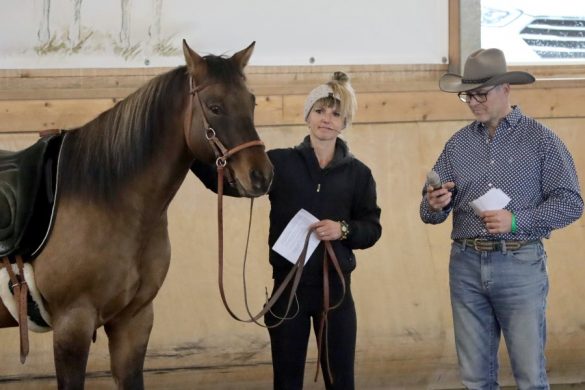 Wissen-Herz-und-Verantwortung-f-r-das-Pferdewohl