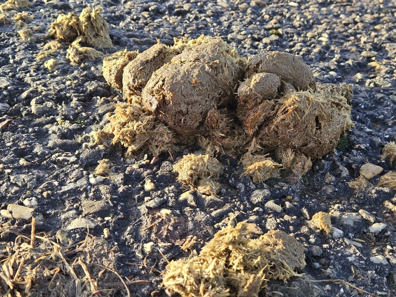 Verunreinigungen-durch-Tierkot-sorgen-f-r-rger