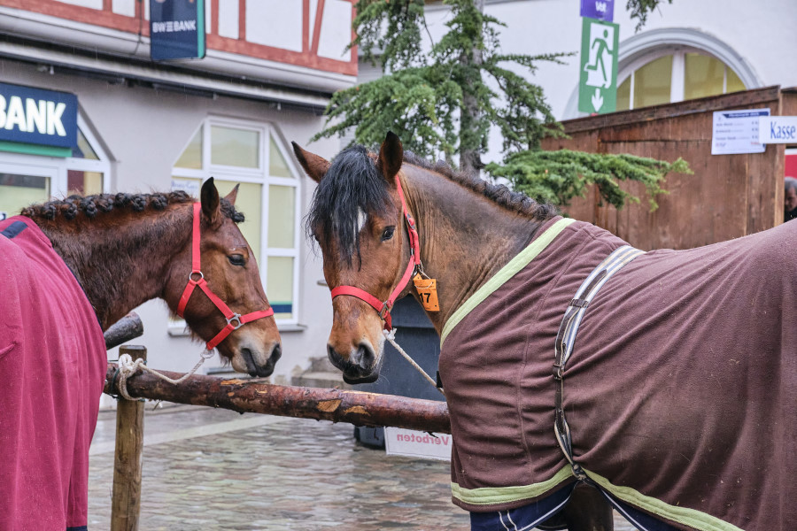 Stadtf-hrung-tierische-G-ste-und-Kultur