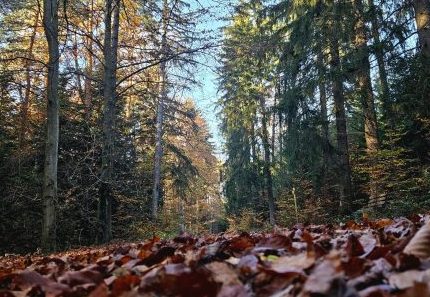 Wurmberger-Gemeindewald-steht-gut-da